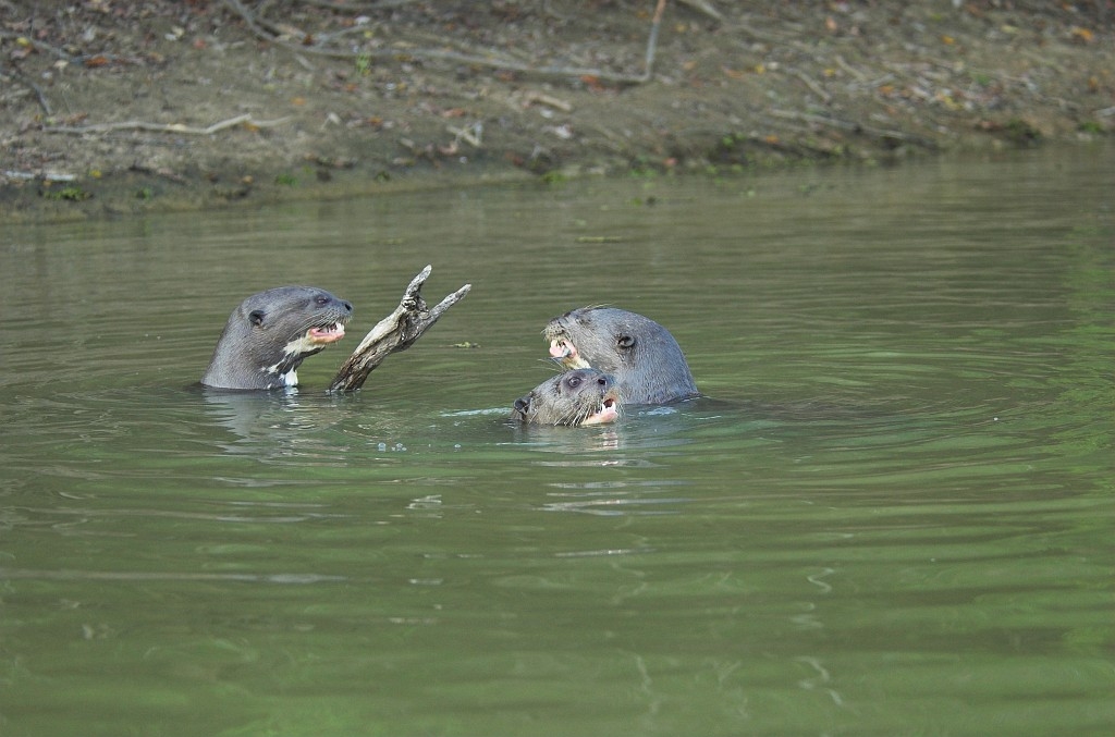 Giant Otter08-01.jpg - Giant Otter (Pteronura brasiliensis), Transpantaneria Brazil 2005